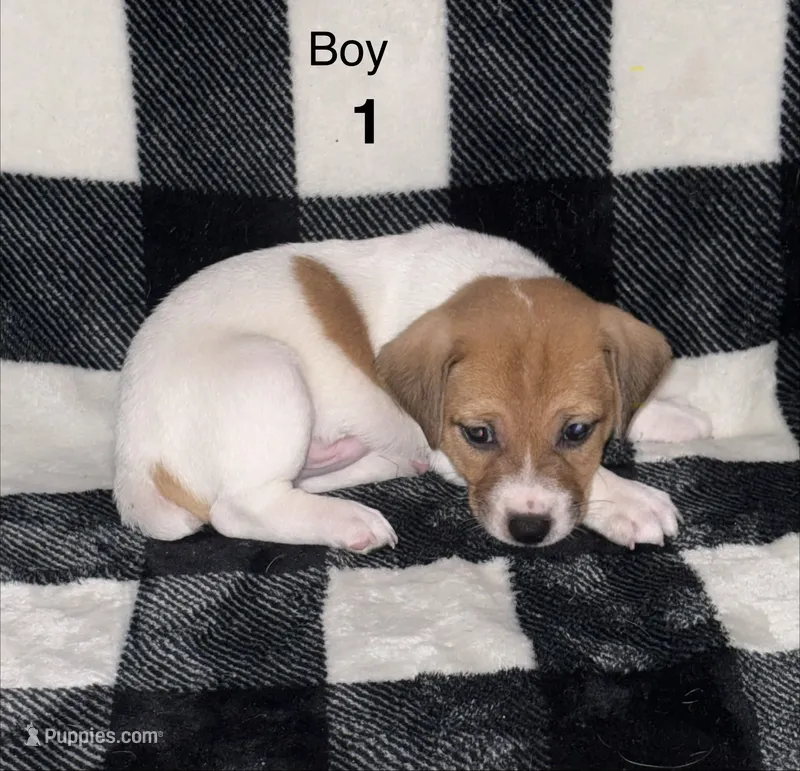 Puppy #1 – Jack Russell Terrier puppy for sale in Amite, LA
