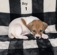 Puppy #1, a male Jack Russell Terrier for sale in Amite, LA – 1 of 2