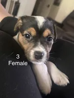 Puppy #3, a female Jack Russell Terrier for sale in Amite, LA – 2 of 2