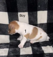 Puppy #1, a male Jack Russell Terrier for sale in Amite, LA – 2 of 2