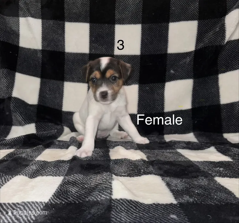 Puppy #3 – Jack Russell Terrier puppy for sale in Amite, LA