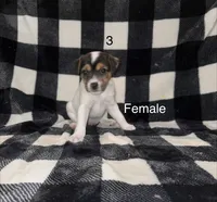 Puppy #3, a female Jack Russell Terrier for sale in Amite, LA – 1 of 2