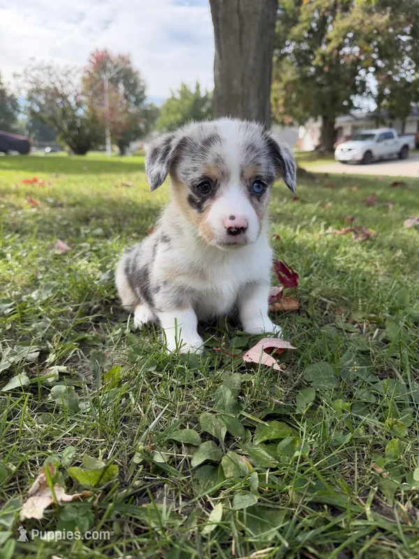 Sally – Pembroke Welsh Corgi puppy for sale in Ottumwa, IA