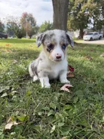 Sally, a female Pembroke Welsh Corgi for sale in Ottumwa, IA – 2 of 10