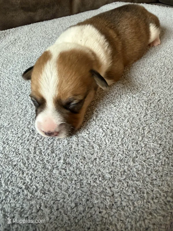 Flo – Pembroke Welsh Corgi puppy for sale in Ottumwa, IA
