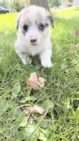 Sally, a female Pembroke Welsh Corgi for sale in Ottumwa, IA – 10 of 10