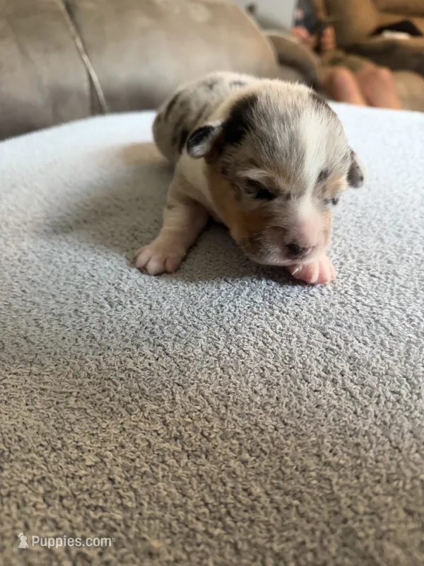 Doc – Pembroke Welsh Corgi puppy for sale in Ottumwa, IA