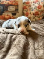 Sally, a female Pembroke Welsh Corgi for sale in Ottumwa, IA – 5 of 10