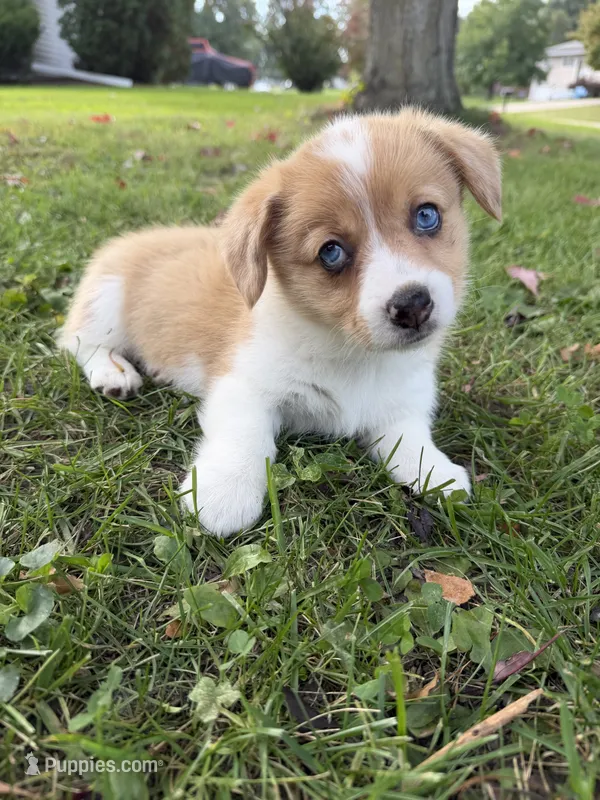Cruz – Pembroke Welsh Corgi puppy for sale in Ottumwa, IA
