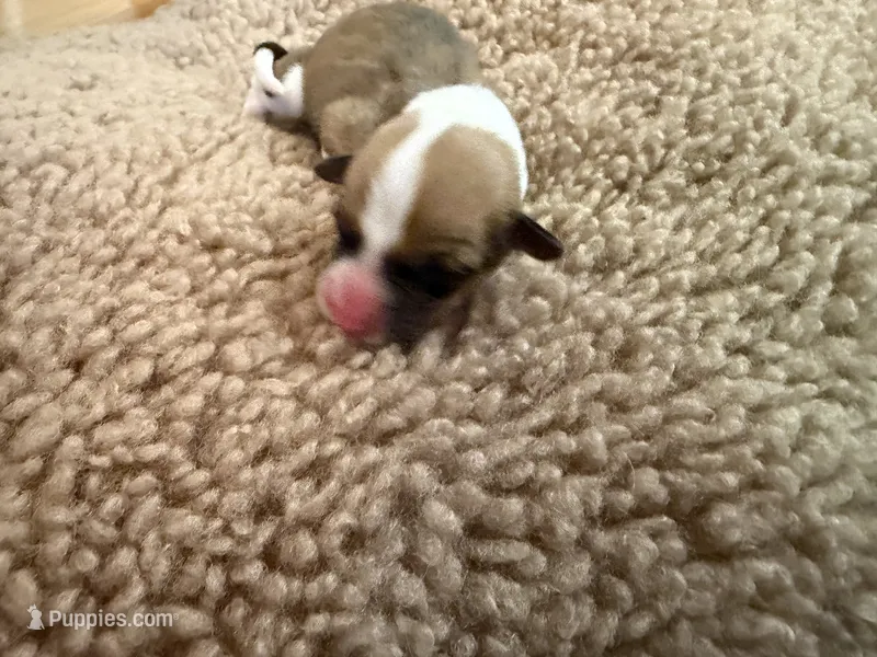 Girl #2 – Pembroke Welsh Corgi puppy for sale in Ottumwa, IA