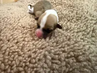 Girl #2, a female Pembroke Welsh Corgi for sale in Ottumwa, IA – 1 of 3