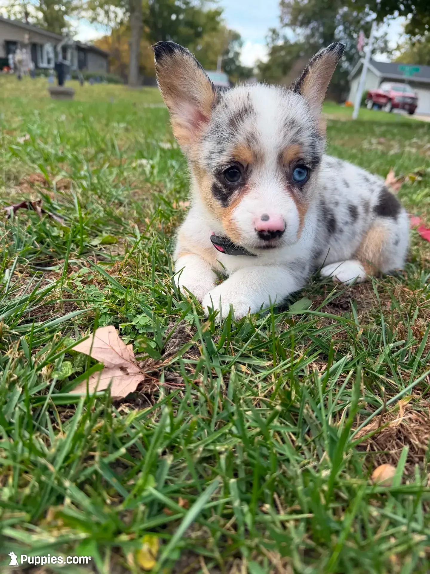 Sally, a female Pembroke Welsh Corgi for sale in Ottumwa, IA – 1 of 10