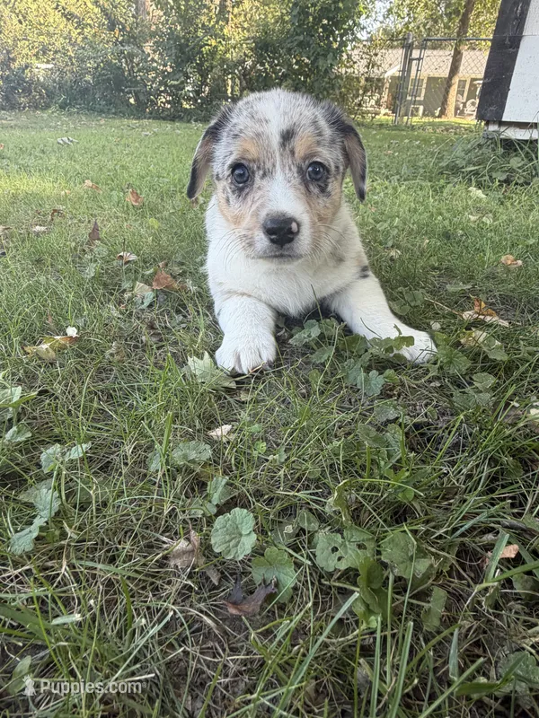 Doc – Pembroke Welsh Corgi puppy for sale in Ottumwa, IA