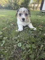 Doc, a male Pembroke Welsh Corgi for sale in Ottumwa, IA – 2 of 10