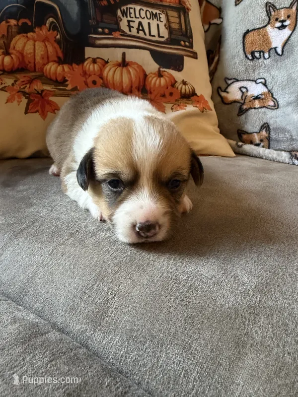Flo – Pembroke Welsh Corgi puppy for sale in Ottumwa, IA
