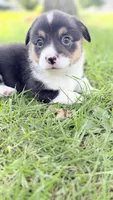 Mater, a male Pembroke Welsh Corgi for sale in Ottumwa, IA – 9 of 9