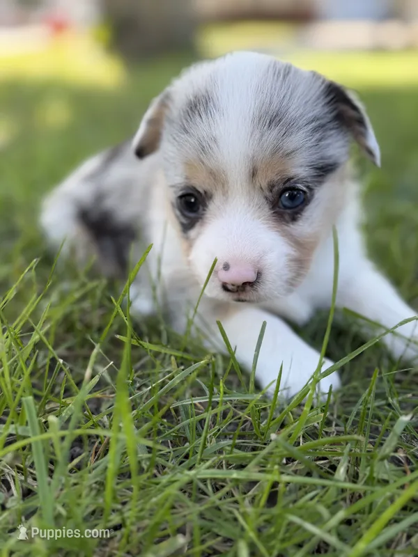 Sally – Pembroke Welsh Corgi puppy for sale in Ottumwa, IA
