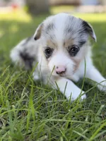 Sally, a female Pembroke Welsh Corgi for sale in Ottumwa, IA – 3 of 10