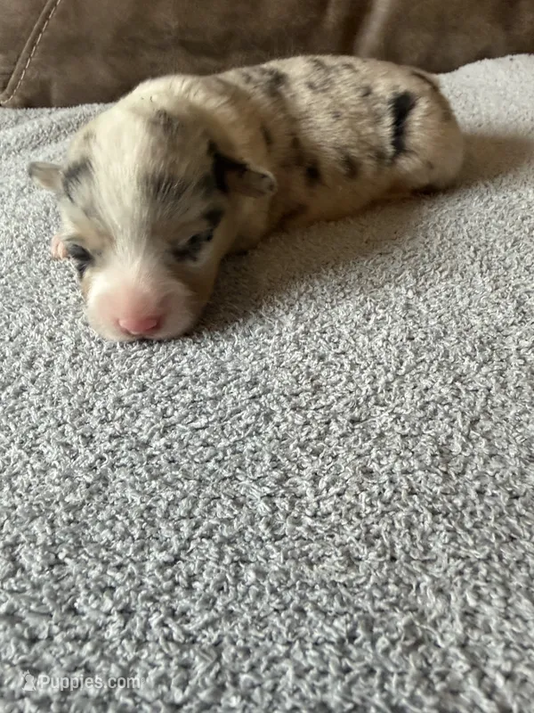Sally – Pembroke Welsh Corgi puppy for sale in Ottumwa, IA