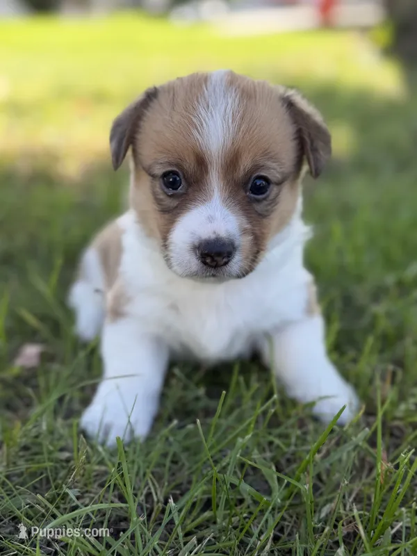 Flo – Pembroke Welsh Corgi puppy for sale in Ottumwa, IA