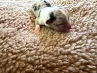 Boy#1, a male Pembroke Welsh Corgi for sale in Ottumwa, IA – 2 of 2