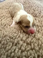 Girl #1, a female Pembroke Welsh Corgi for sale in Ottumwa, IA – 2 of 3