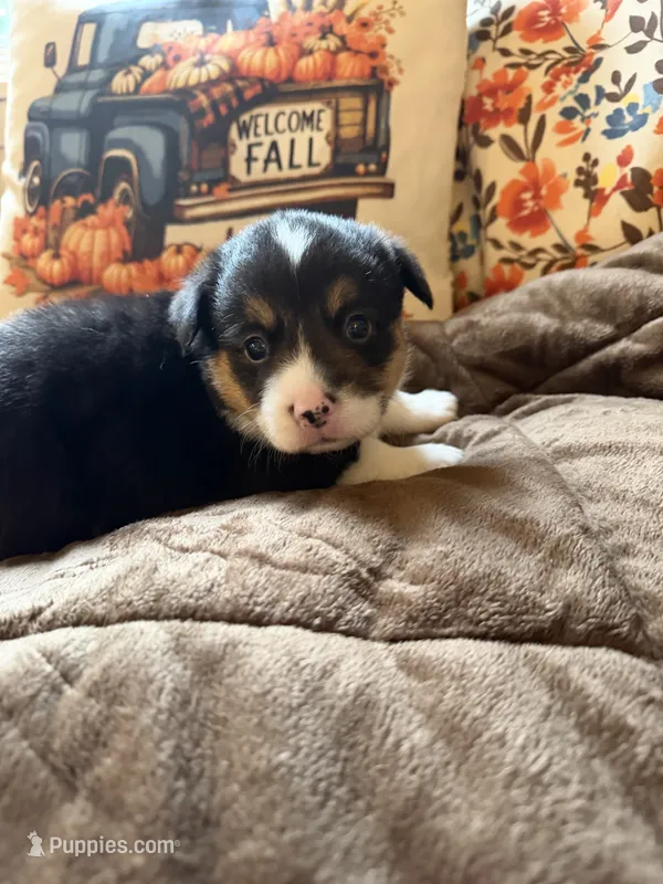Mater – Pembroke Welsh Corgi puppy for sale in Ottumwa, IA