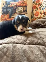 Mater, a male Pembroke Welsh Corgi for sale in Ottumwa, IA – 3 of 9