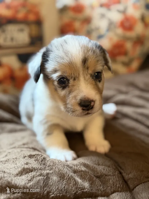 Doc – Pembroke Welsh Corgi puppy for sale in Ottumwa, IA