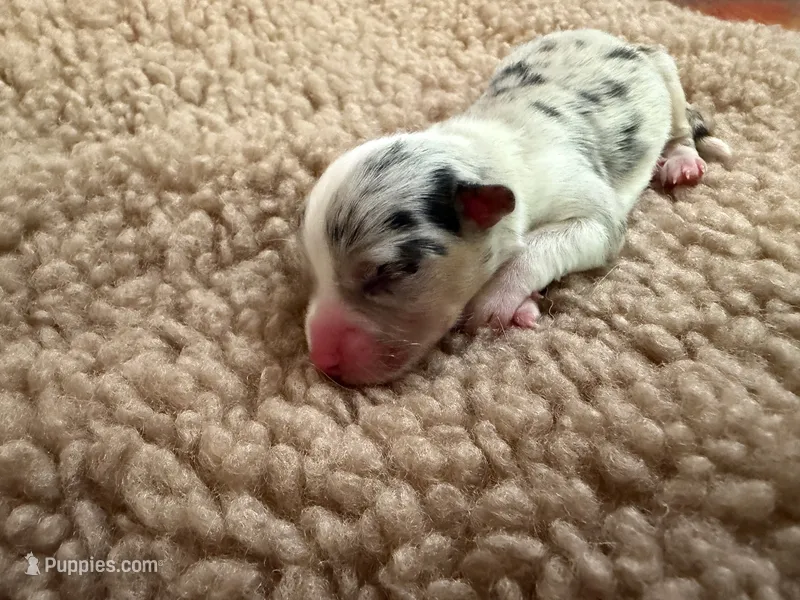 Girl #3 – Pembroke Welsh Corgi puppy for sale in Ottumwa, IA