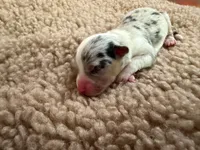 Girl #3, a female Pembroke Welsh Corgi for sale in Ottumwa, IA – 1 of 3