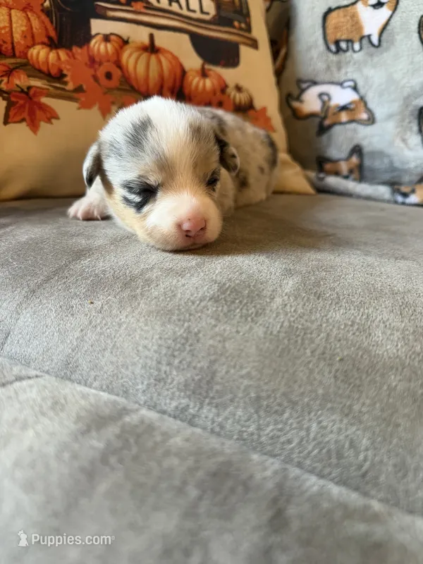 Sally – Pembroke Welsh Corgi puppy for sale in Ottumwa, IA