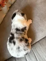 Doc, a male Pembroke Welsh Corgi for sale in Ottumwa, IA – 7 of 10