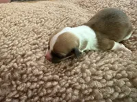 Girl #2, a female Pembroke Welsh Corgi for sale in Ottumwa, IA – 2 of 3