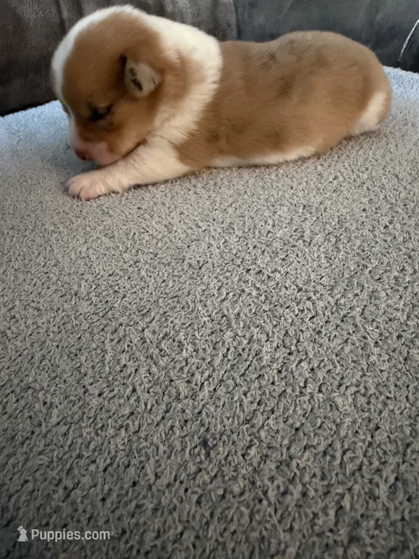 Cruz – Pembroke Welsh Corgi puppy for sale in Ottumwa, IA