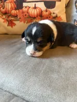 Mater, a male Pembroke Welsh Corgi for sale in Ottumwa, IA – 6 of 9