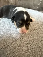 Mater, a male Pembroke Welsh Corgi for sale in Ottumwa, IA – 8 of 9