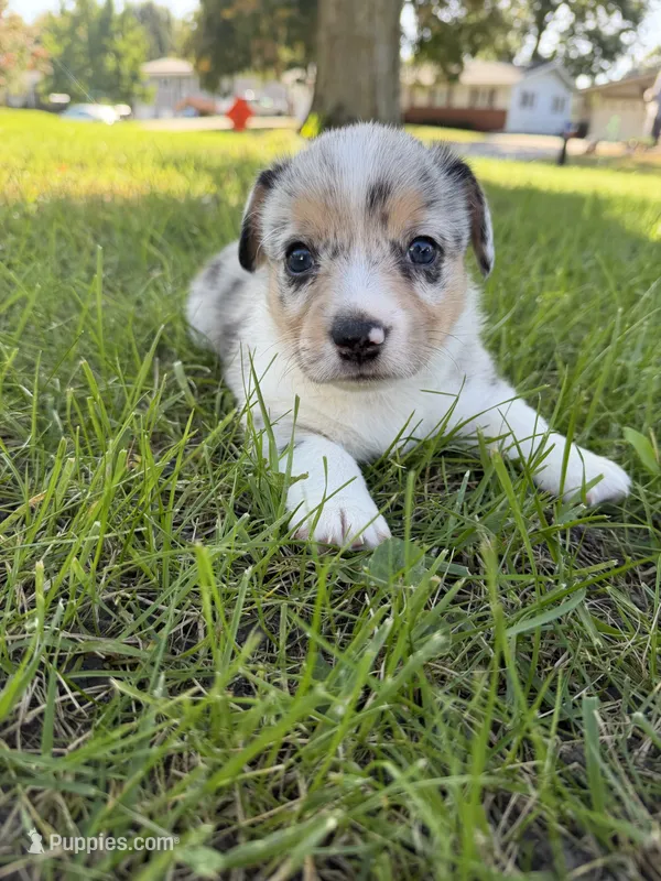 Doc – Pembroke Welsh Corgi puppy for sale in Ottumwa, IA