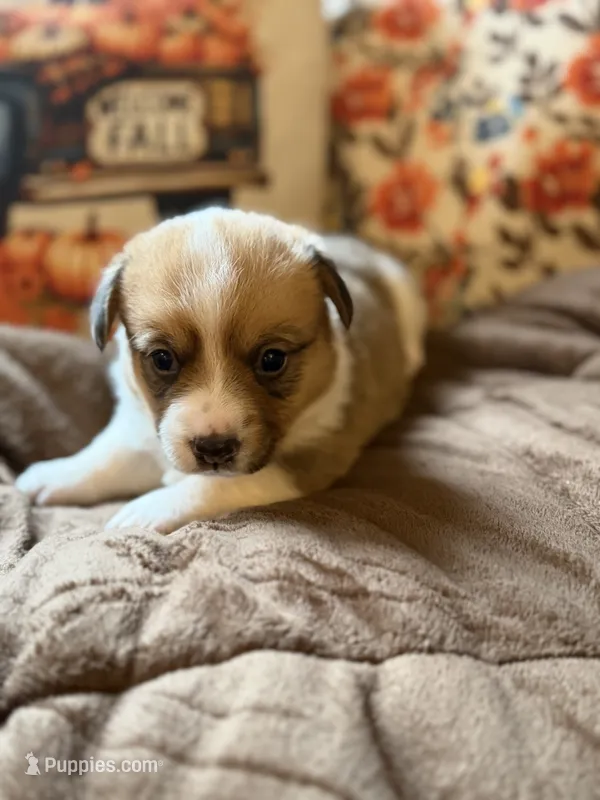 Flo – Pembroke Welsh Corgi puppy for sale in Ottumwa, IA