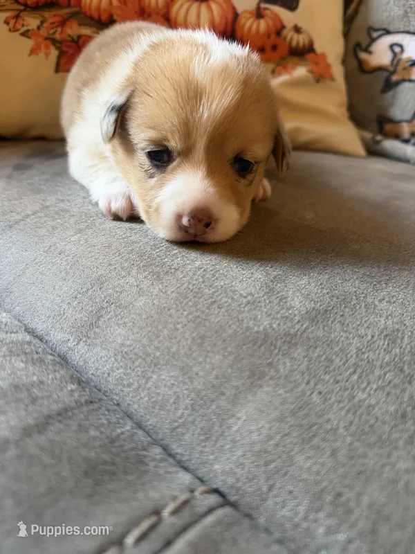 Cruz – Pembroke Welsh Corgi puppy for sale in Ottumwa, IA