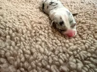 Girl #3, a female Pembroke Welsh Corgi for sale in Ottumwa, IA – 2 of 3