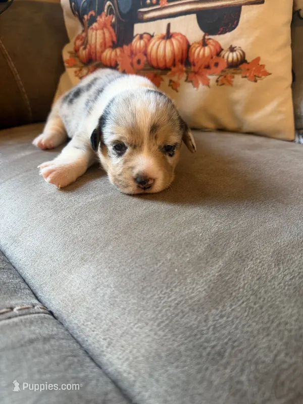 Doc – Pembroke Welsh Corgi puppy for sale in Ottumwa, IA