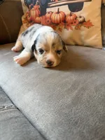 Doc, a male Pembroke Welsh Corgi for sale in Ottumwa, IA – 6 of 10