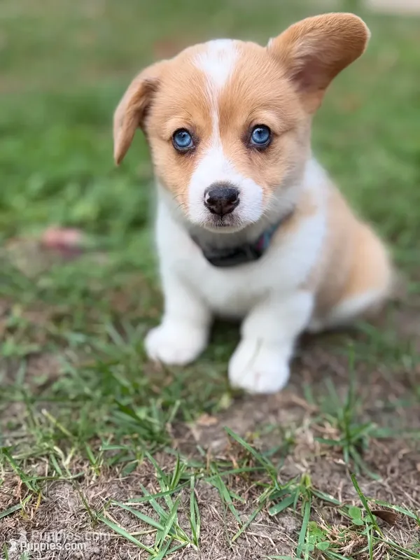 Cruz – Pembroke Welsh Corgi puppy for sale in Ottumwa, IA