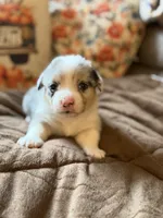 Sally, a female Pembroke Welsh Corgi for sale in Ottumwa, IA – 4 of 10