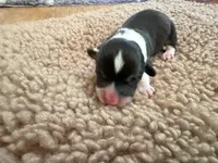 Boy #2, a male Pembroke Welsh Corgi for sale in Ottumwa, IA – 2 of 3