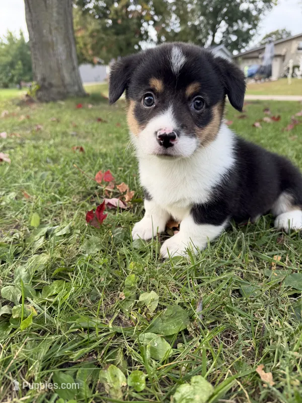 Mater – Pembroke Welsh Corgi puppy for sale in Ottumwa, IA