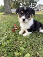 Mater, a male Pembroke Welsh Corgi for sale in Ottumwa, IA – 1 of 9