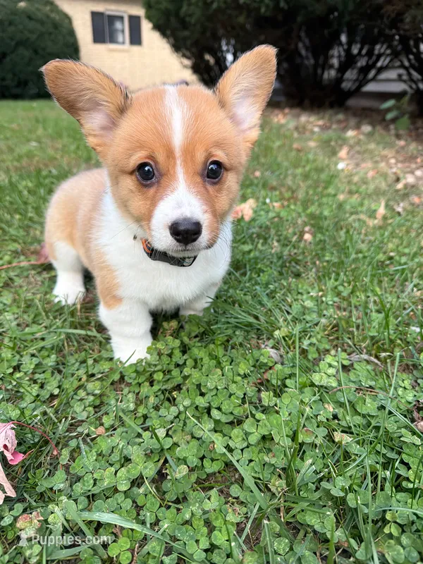 Flo – Pembroke Welsh Corgi puppy for sale in Ottumwa, IA