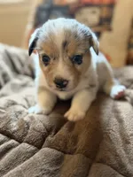 Doc, a male Pembroke Welsh Corgi for sale in Ottumwa, IA – 5 of 10